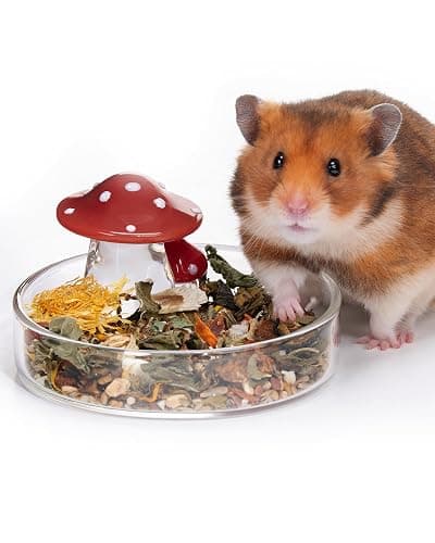 Niteangel Hamster Feeding & Food Bowls: Mushroom Glass & Chew-Resistant | Easy to clean & Stable Food Dish Feeding Bowls for Dwarf Syrian Hamsters Gerbils Mice Rats or Other Similar-Sized Small Pets - Image 1