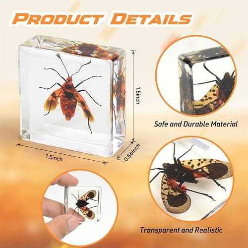 12 Pcs Insect in Resin Specimen Bugs Collection Paperweights, Resin Insects Specimen Frame Decoration for Tabletop Wall Art Decoration Scientific Educational Display Supplies (12 PCS Insects) thumbnail 3