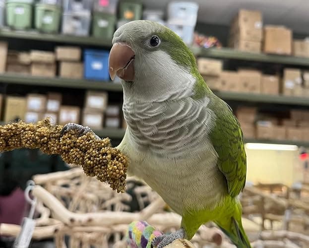Birds LOVE Millet Tips & Tails for Birds - Parakeets, Cockatiels, Lovebirds, Finches, Budgies, Canaries, Cockatoos - Natural & Healthy Millet for Birds - Parakeet Food & Treats for All Parrots, 1lb thumbnail 8
