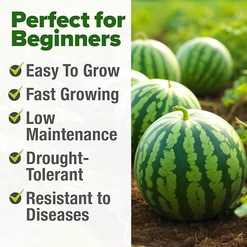HOME GROWN Organic Crimson Sweet Watermelon Seeds 15+ Heirloom Non-GMO, High Germination, Honey Sweet Summer Fruit, Striped Skin, Home Garden & Raised Beds, High Sugar Content (Citrullus lanatus) thumbnail 5