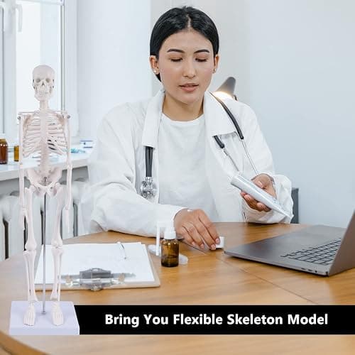 NLShan Human Skeleton Model for Anatomy: Scientific Model with Movable Arms, Legs & Display Stand - 17" Mini Human Skeleton Model for Study and Display thumbnail 7