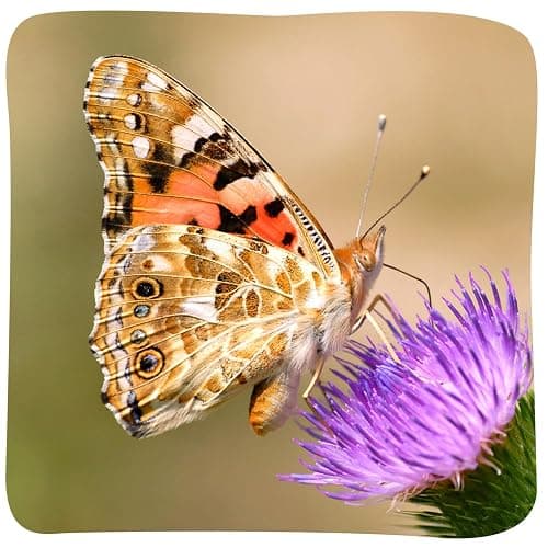 Insect Lore Butterfly Garden with 10 Live Baby Caterpillars - Habitat, Feeder, Chrys-A-Lid Holders, STEM Activity Journal - Raise and Release Painted Lady Butterflies thumbnail 8