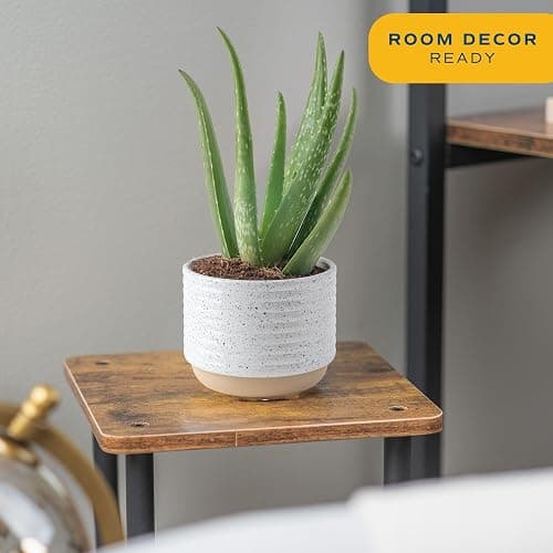 Costa Farms Aloe Vera Live Plants in Plastic Pots, Easy to Maintain, Air Purifying Indoor Succulents, Houseplants for Home, Room, or Office Decor, House Warming or Birthday Gift, 12-18, Pack of 2 thumbnail 2