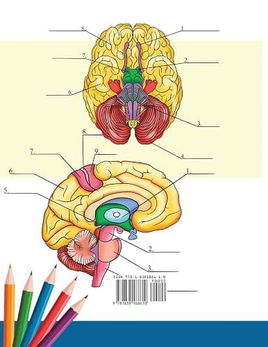 Neuroanatomy Coloring Book: Incredibly Detailed Self-Test Human Brain Coloring Book for Neuroscience | Perfect Gift for Medical School Students, Nurses, Doctors and Adults thumbnail 2