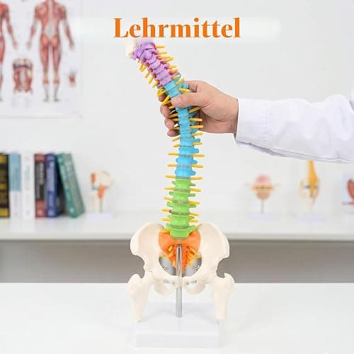 45cm Farbiges Flexibles menschliches Wirbelsäulenmodell mit Spinalnerven, Wirbelsäulenmodell, Becken und Oberschenkeln, anatomisches Modell der Wirbelsäule für Medizinstudenten Ärzte und Lehrer thumbnail 5
