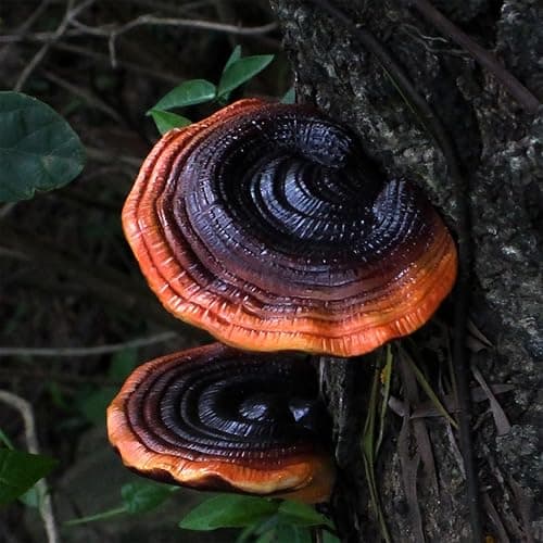 Set of 5 Mushroom Wall Shelves - Small Floating Shelves for Home Decor, Kitchen, Bedroom | Cute Resin Mushroom Shelf, Cottagecore & Reptile Gecko Habitat Accessory thumbnail 7