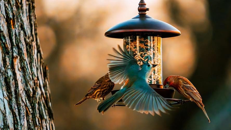 Youvip Metal Roof Bird Feeder - Chew Proof for Outdoor Hanging Wild Bird Seeds. Bronze thumbnail 2