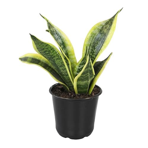 Live Snake Plant, Sansevieria trifasciata Superba, Fully Rooted Indoor House Plant in Pot, Mother in Law Tongue Sansevieria Plant, Potted Succulent Plant, Houseplant in Potting Soil by Plants for Pets thumbnail 9