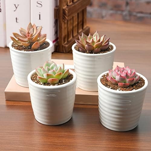 Succulent Plants (4 Pack), Live Succulents Fully Rooted in 2" Grower Pots, Unique Potted House Plant for DIY, Home Decor, Wedding Party Favor (Common Varieties) - Common Varieties thumbnail 2