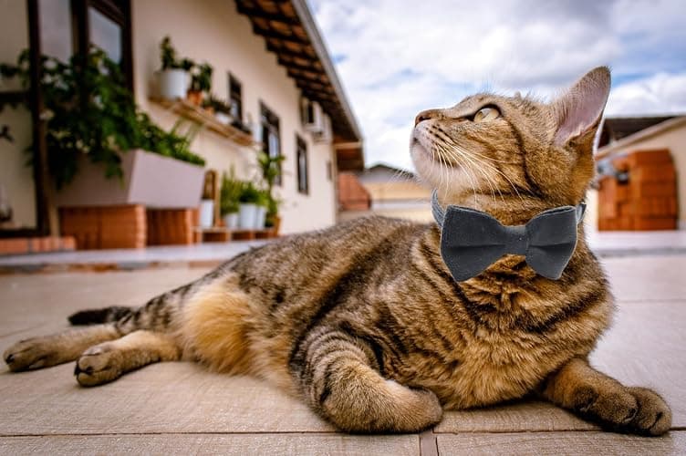 WDPAWS Cat Collar Breakaway with Bell and Removable Bow Tie Safety Buckle Velvet Adjustable 7-11 inches for Kitten Cats (Black) thumbnail 7