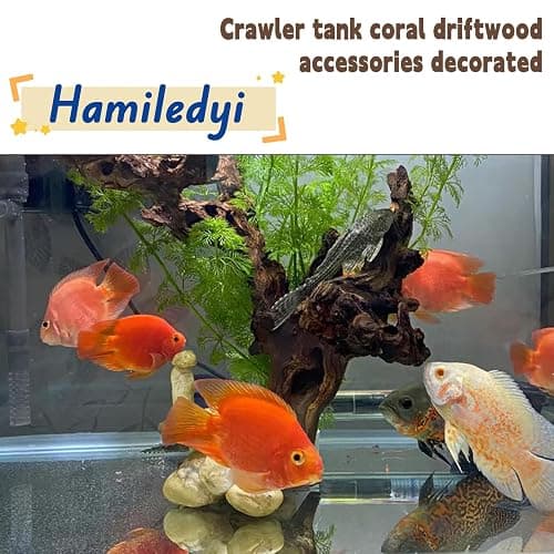 Hamiledyi Aquarium Driftwood 3PCS Natural Trunk Driftwood Assorted Branches 8-12" Reptile Wood Decor Terrarium Ornament Fish Tank Decoration thumbnail 3