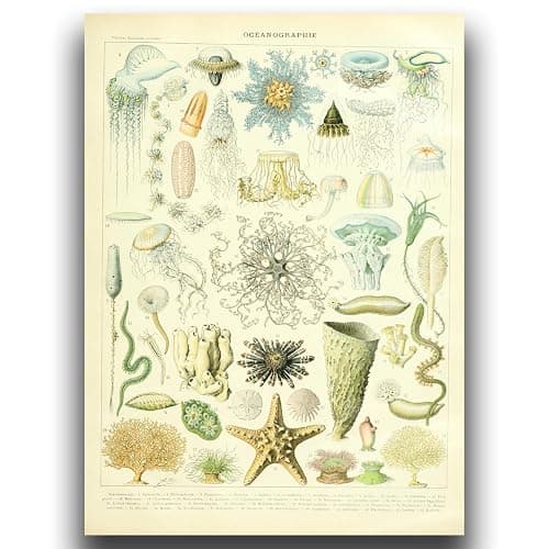 OKRA Adolphe Millot Prints - Pour Tous Posters - Software Bioscience Education Wall Decoration - Vintage Knowledge Posters - Kids Room Kindergarten Frameless Cool Home Decoration (12×18in/30×45cm) - Image 1