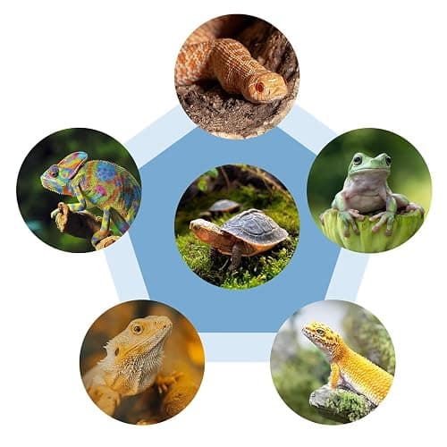 Turtle Tank Accessories, Heart-Shaped Slate Tile for Reptiles, Natural Rock Platform for Feeding & Basking, Aquarium Decor for Bearded Dragon, Tortoise, Gecko, Snake, Chameleon thumbnail 5