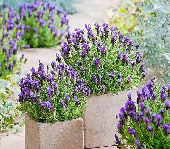 Lavender Seeds for Planting Herb Garden About 100 Seeds Spring or Fall Planting thumbnail 4