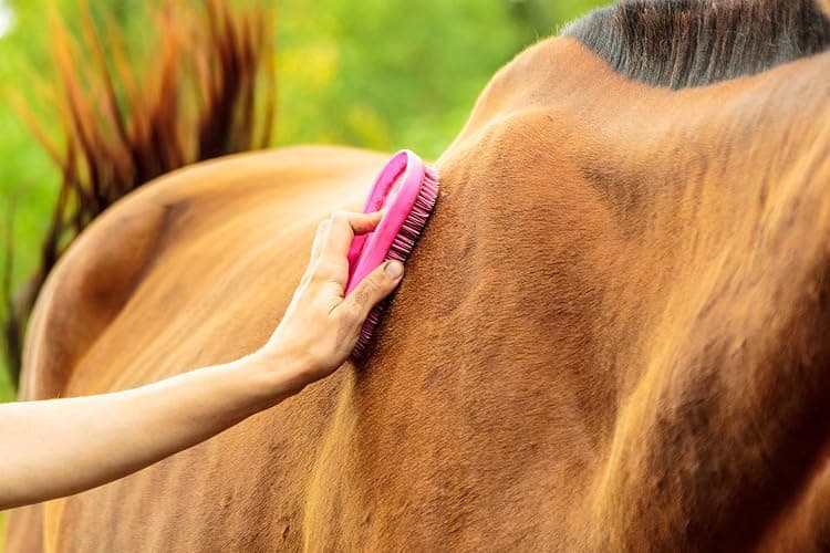 Intrepid International Magic Horse Brush, for Horse Grooming Kit w/Durable Plastic Bristles, Horse Brushes for Grooming, Removes Dirt, Sweat, Grime, Black thumbnail 3
