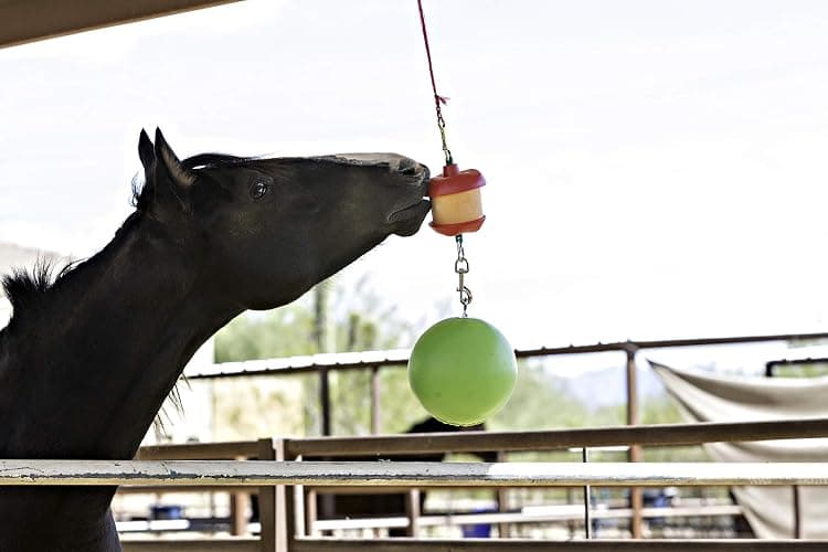 Horsemen's Pride Combo Horse Stall Toy: Apple Scented Jolly Ball and Apple Flavored Snack Holder (SS203) thumbnail 3
