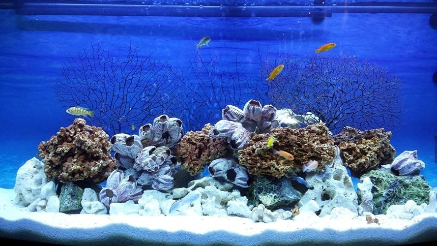 TM Aquatix Aquarium Sand Natural Substrate For All Types Fish Tanks (1kg, Snow White Dolomite) thumbnail 9