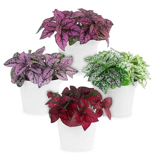 Polka Dot Plant Collection (4-Pack) - House Plants Indoors Live, Air Purifying Live Indoor House Plants, (Red, White, Rose, and Pink) Indoor Plants Live houseplants. - Image 1