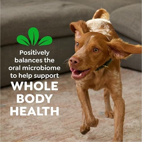 Greenies Veterinarian-Recommended Adult Natural Dental Dog Treats Large Size, Dog Dental Chews, Original Flavor, 54 oz. Pack, 34 Count thumbnail 8
