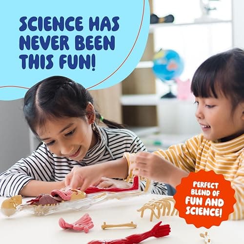 Human Anatomy Squishy Body Model - STEM Science Kits for Kids Ages 4-8 | STEM Toys for 4 5 6 7 8 Year Old Boy Birthday Gift - Learning Educational Toys for Ages 5-7 Boys Gifts - Skeleton Parts thumbnail 6