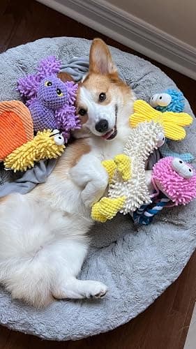 Nocciola 5 Packs Squeaky Dog Toy Plushies, Cute Soft Squeak Crinkle Plush Stuffed Durable Pet Animal Chew Puppy Toys for Small Meidum Large Breed thumbnail 9