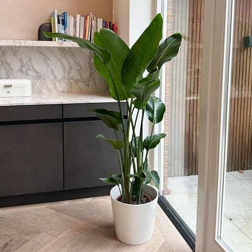 Plant in a Box - Strelitzia Nicolai XXL - Grande plante verte interieur vivante - Plante oiseau du paradis - Pot 28cm - Hauteur 150-170cm thumbnail 7