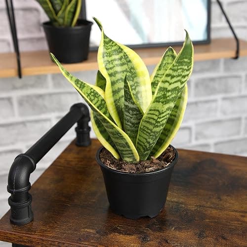 Live Snake Plant, Sansevieria trifasciata Superba, Fully Rooted Indoor House Plant in Pot, Mother in Law Tongue Sansevieria Plant, Potted Succulent Plant, Houseplant in Potting Soil by Plants for Pets thumbnail 8