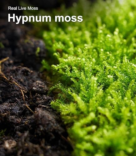 Live Moss Duo Pack 2 Types of Real Live Sheet/Sphagnum Moss for Terrariums, Terrarium Mosses Landscaping, Reptile Tank Accessories, Snake & Gecko Humidity Substrate Mosses for Crafts & Plant Décor thumbnail 8