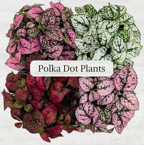 Polka Dot Plant Collection (4-Pack) - House Plants Indoors Live, Air Purifying Live Indoor House Plants, (Red, White, Rose, and Pink) Indoor Plants Live houseplants. thumbnail 2