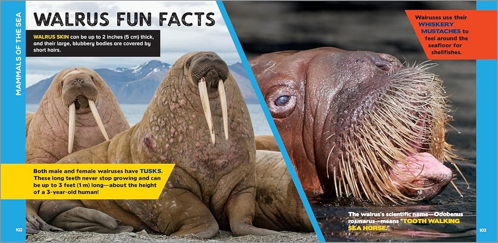 The Fascinating Ocean Book for Kids: 500 Incredible Facts! (Fascinating Facts) thumbnail 7