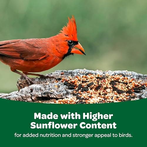 Kaytee Wild Bird Basic Seed, 10 lb - 10 Pound (Pack of 1) thumbnail 6