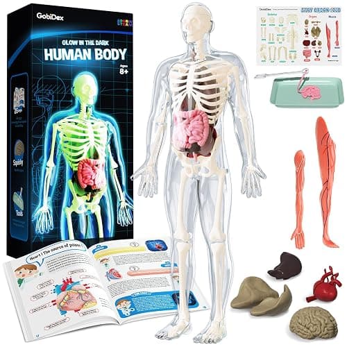 5. GobiDex Human Body Skeleton Model Kits, 40 Piece Anatomy Figure,Glow in The Dark Bones Interactive Science Kit, STEM Educational Toys for Boys and Girls, Halloween Physiology Gifts for Kids Ages 8+ - Image 1