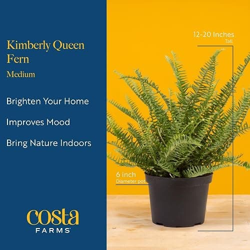 Costa Farms Kimberly Queen Fern Live Plant in Decorative Pot, Indoor & Outdoor Houseplant, Perfect for Home, Room, or Office Decor, Great House Warming or Birthday Gift, 12-18 Inches Tall thumbnail 4