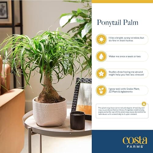 Costa Farms Ponytail Palm Live Plant in Decorative Pot, Easy to Maintain Indoor Houseplant, Perfect for Home, Room, or Office Decor, Great House Warming or Birthday Gift, 12-22 Inches Tall thumbnail 6