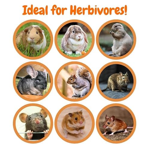Exotic Nutrition Dozen Delights - Oat Donut Treats for Rabbits, Guinea Pigs, Hamsters, Chinchillas & Other Small Animals thumbnail 6