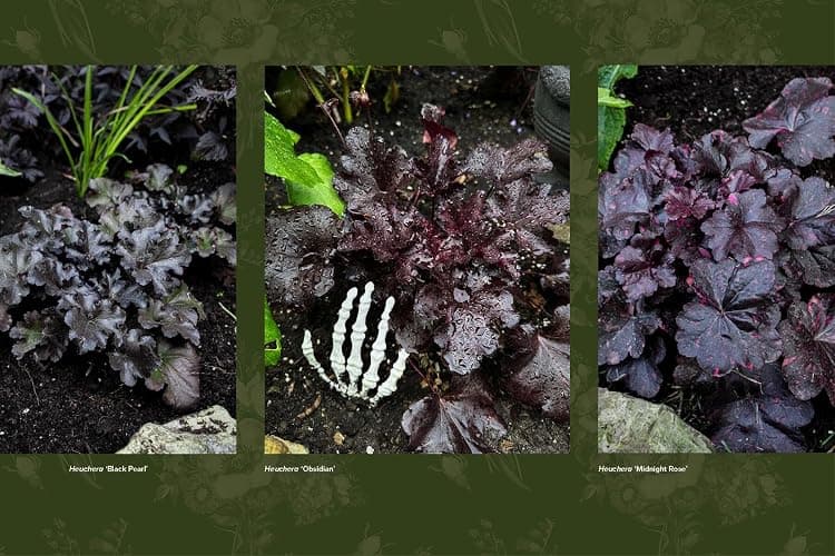 Darkness in Bloom: A Gothic Guide to Dramatic and Moody Plants thumbnail 2