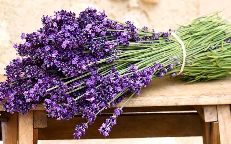 Lavender Seeds for Planting Herb Garden About 100 Seeds Spring or Fall Planting thumbnail 9