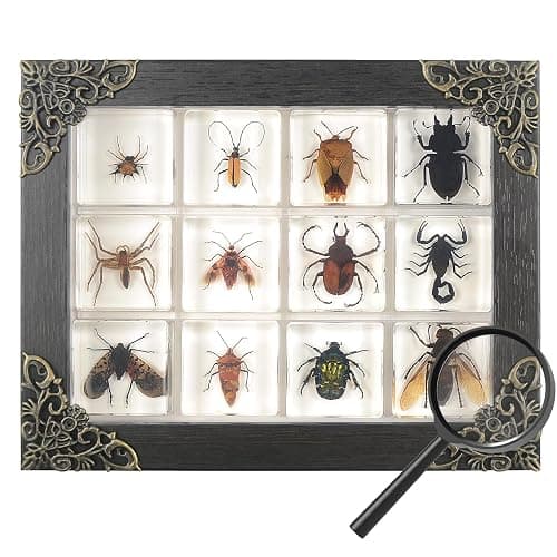 12 Pcs Insect in Resin Specimen Bugs Collection Paperweights, Resin Insects Specimen Frame Decoration for Tabletop Wall Art Decoration Scientific Educational Display Supplies (12 PCS Insects) - Image 1