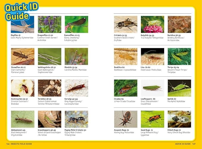 Ultimate Explorer Field Guide: Insects: Find Adventure! Go Outside! Have Fun! Be a Backyard Insect Inspector! thumbnail 4