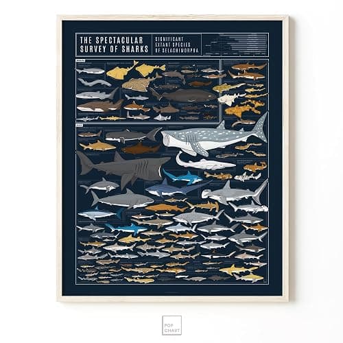 Pop Chart | Sharks Poster | 16" x 20" Art Poster | Illustrated Print of Shark Species | Sea Life and Marine Decor | 100% Designed and Made in the USA thumbnail 5