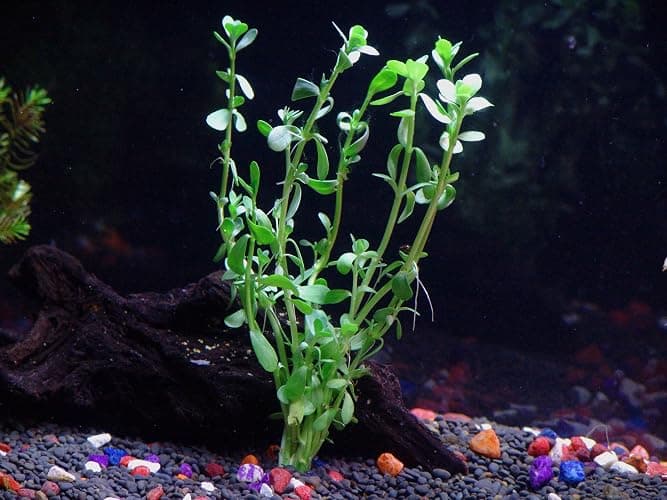 California Bundle - 25+ Stems / 6 Species Live Aquarium Plants Package thumbnail 4