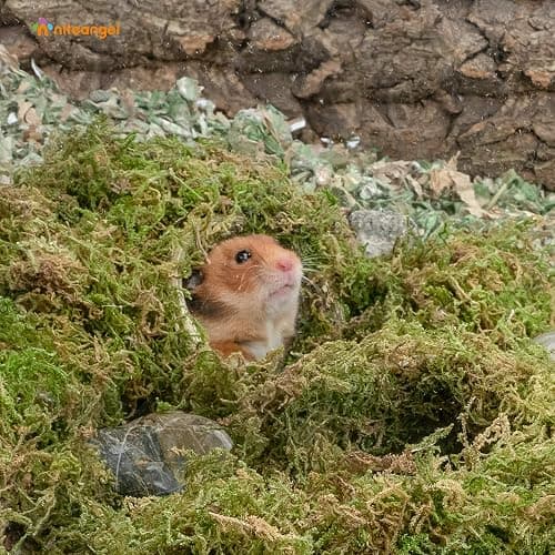 Niteangel 5L Forest Moss Soft Natural Moss Bedding Nesting for Dwarf Syrian Hamsters, Gerbils, mices, Degus or Other Small Animal thumbnail 4