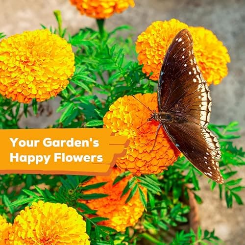 Fruivity Petite French Marigold Seeds for Planting, 400+ Flower Seeds Non-GMO Heirloom Seed Packet,Home and Garden Easy to Grow, Indoor & Outdoor Gardening, Companion Plant & Quick Blooming thumbnail 7