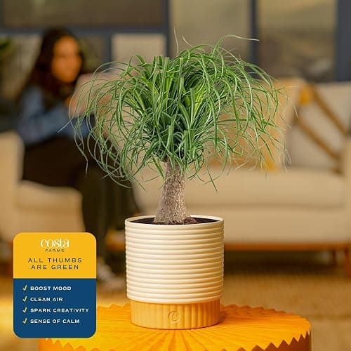 Costa Farms Ponytail Palm, Live Indoor Plant, Tropical Decor, Air Purifying | Quirky bulb trunk and curly leaves, drought-tolerant. Great indoor houseplant. Ideal housewarming or birthday gift. thumbnail 5
