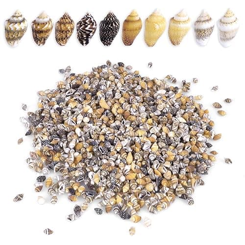 2000 PCS Tiny Mini Small Sea Shells for Crafting Spiral Conch Shells for Crafts Charms for Home Decorations Candle Decor DIY Fish Tank and Beach Vase Filler - Image 1