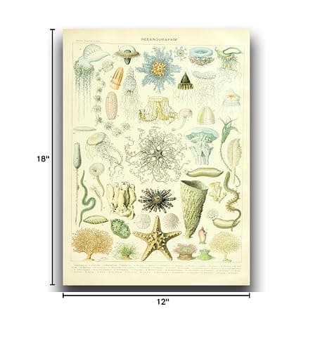 OKRA Adolphe Millot Prints - Pour Tous Posters - Software Bioscience Education Wall Decoration - Vintage Knowledge Posters - Kids Room Kindergarten Frameless Cool Home Decoration (12×18in/30×45cm) thumbnail 8
