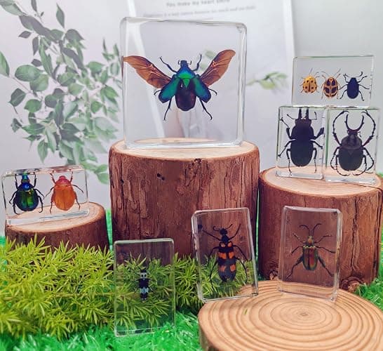 8 Pcs Taxidermy Beetles in Resin, 1 Large & 7 Small Beetles Specimens Insect Resin Set for Entomology Education Kit, Biology Display Supplies, Oddities and Curiosities Gifts Bug Collection(Chafer) thumbnail 2