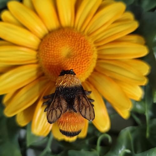 Vivid Arts - Marguerite jaune à suspendre avec abeille – Décoration de jardin à l'intérieur ou à l'extérieur thumbnail 3