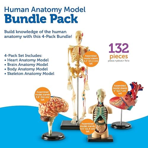 Learning Resources Anatomy Models Bundle Set - Skeleton and Physiology, Human Body Model , Science Classroom Must Haves, Biology Teacher Supplies, Interactive Homeschool Projects, Montessori thumbnail 6