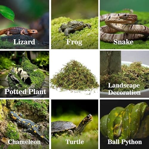 Sukh Sphagnum Moss for Reptiles - Terrarium Reptiles Moss Green Dried Peat Moss Habitat Bedding Moss for Snakes Turtle Frog Gecko and Other Reptiles Substrate (5, Ounces) thumbnail 6